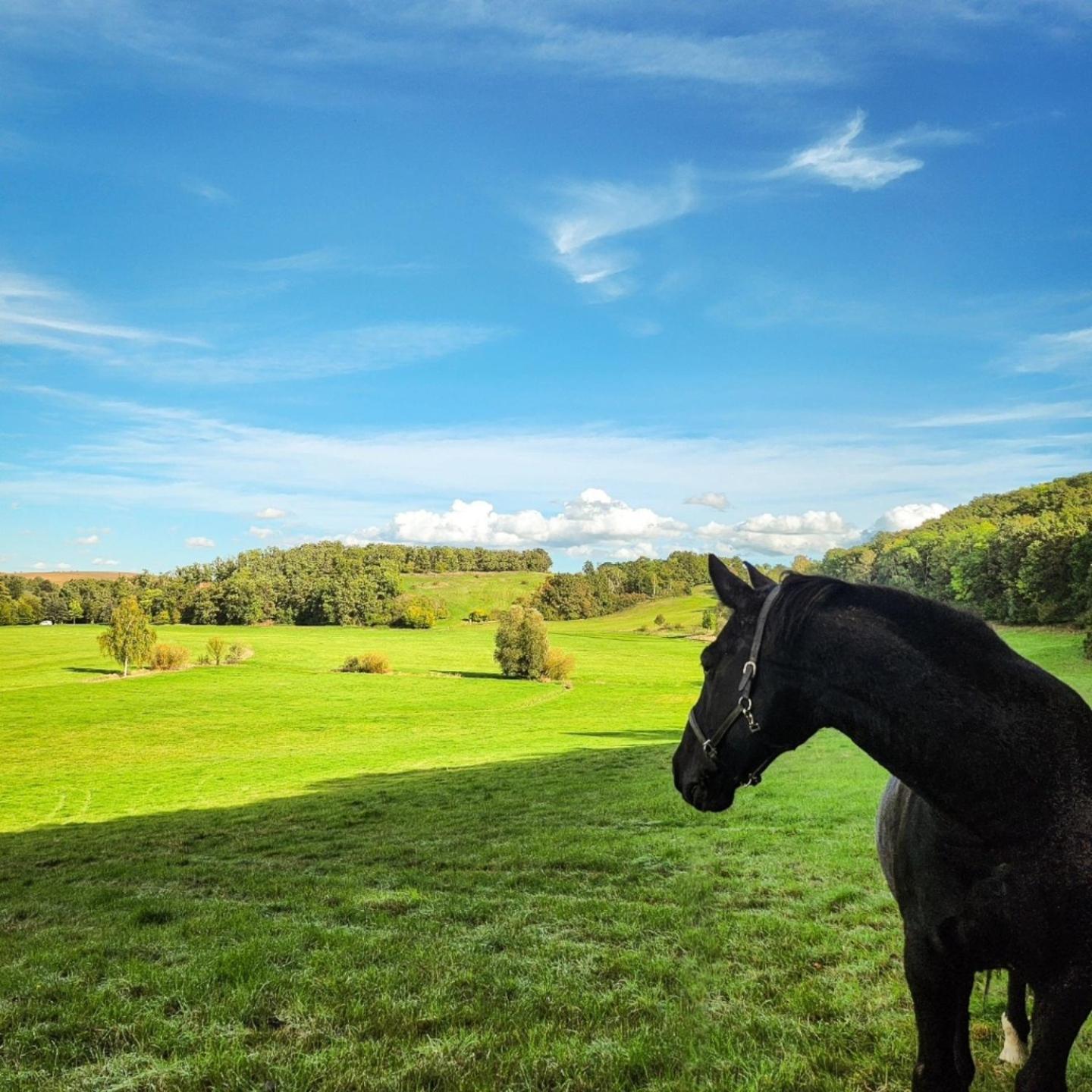 ホテル Schwalbenhof Lommatzsch エクステリア 写真